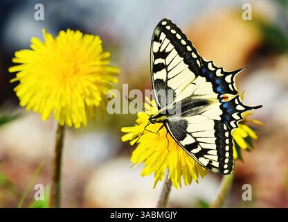 Coda di rondine del Vecchio mondo o coda di rondine gialla comune (Papilio machaon) che si nutre del dente di leone in primavera. Foto Stock