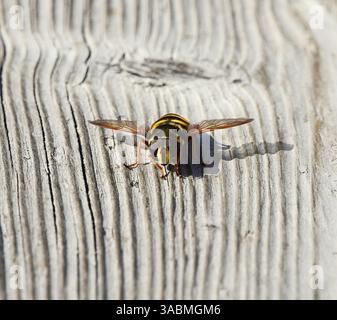 Sericomyia silentis una specie di hoverfly sul terreno. Foto Stock
