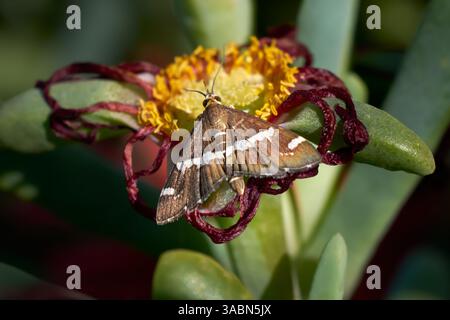 Barbabietola Webworm Moth, barbabietola hawaiana Webworm Moth (Spoladea recurvalis) sul fiore appassito di una pianta succulenta Foto Stock