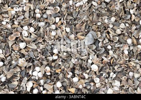 Un'artistica vista ravvicinata di una variegata collezione di conchiglie colorate sparse su uno sfondo sabbioso, che mostra la bellezza costiera e il marin naturale Foto Stock