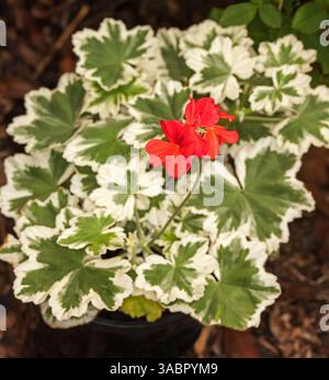 Geranium/Pelargonium "Glitterati". Con fogliame verde e bianco vriegati e fiori rossi su sfondo scuro, in Australia Foto Stock