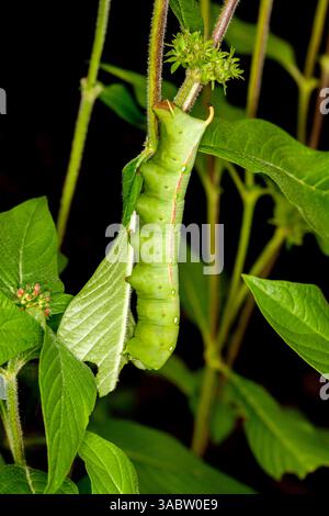 Caterpillar - quinto (finale) instar di Hawk Moth, epoche Gnathothlibus, su fogliame di pentas Foto Stock
