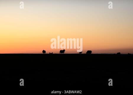 Una mandria di animali si staglia contro un bellissimo tramonto. Gli animali sono mucche e zebre Foto Stock