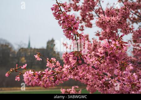 Newark, New Jersey - Stati Uniti - 30 marzo 2025 Branch Brook Park è un'oasi urbana panoramica conosciuta per i suoi splendidi ciliegi in fiore, i paesaggi lussureggianti, i ponti storici e il Foto Stock