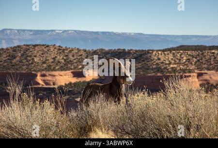 Maschio Bighorn Sheep (RAM) presso il Colorado National Monument fuori Grand Junction Colorado. Foto Stock