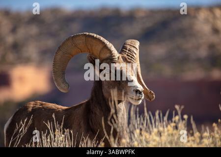 Maschio Bighorn Sheep (RAM) presso il Colorado National Monument fuori Grand Junction Colorado. Foto Stock