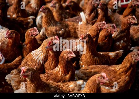 Polli bruni in un allevamento avicolo a Valuka, Bangladesh. Foto Stock
