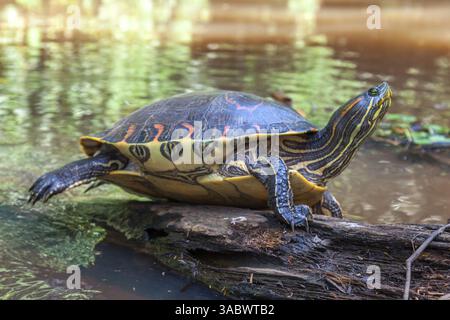 Una tartaruga di scorrimento panciuta gialla (Trachemys scripta scripta) che dorme su un tronco nel canale naturale della foresta pluviale del Parco Nazionale di Tortuguero in Costa Rica Foto Stock