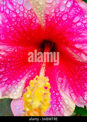 Un primo piano di un vivace fiore di ibisco rosa che risplende con gocce d'acqua dopo la pioggia, mettendo in risalto delicati petali e vibrante bellezza tropicale. Foto Stock