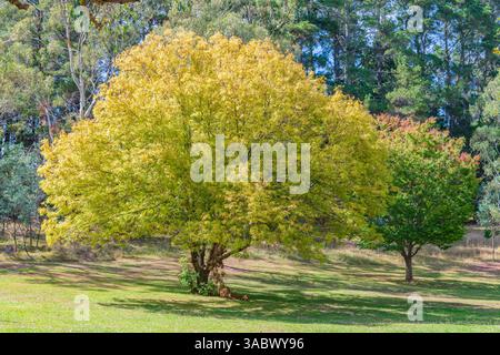 Cambio di stagione al Lago Canobolas in autunno vicino Orange ai piedi del Monte Canobolas, nel centro-ovest del nuovo Galles del Sud, Australia. Foto Stock