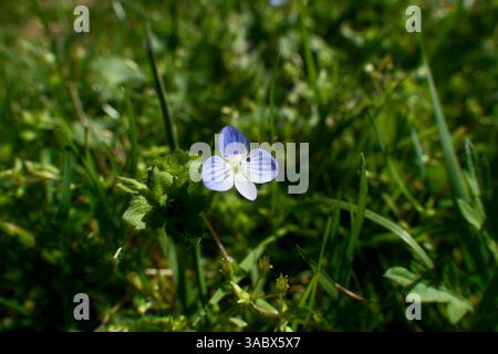 Veronica persica, speedwell comune o veronica persica. Fiore blu nell'erba Foto Stock