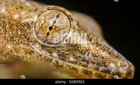 Un primo piano estremo di occhi e pelle di geco rivela dettagli intricati di scale rettili e sguardo accattivante, creando un'immagine affascinante della natura Foto Stock
