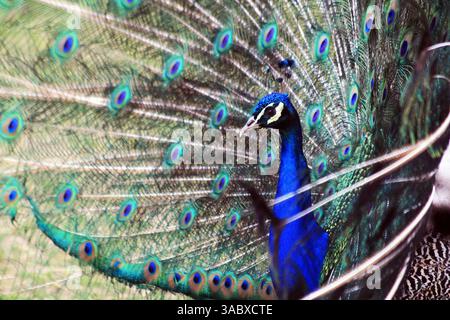 bel grande e giovane pavone al sole Foto Stock