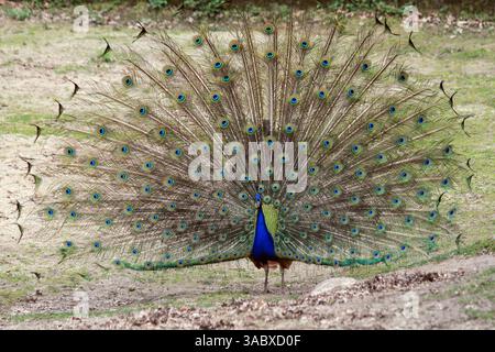 bel grande e giovane pavone al sole Foto Stock