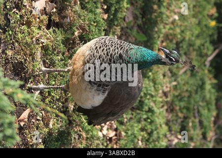 bel grande e giovane pavone al sole Foto Stock