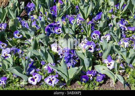 Aiuole di fiori piantate con una miscela di pansie e tulipani color malva, Inghilterra, Regno Unito Foto Stock