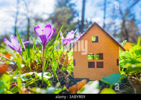 Casa in legno in miniatura accoccolata tra crocchi viola in fiore e fogliame verde, catturata in piena luce del giorno, che mostra l'arrivo della primavera. Foto Stock