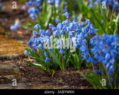 Fiori blu di Scilla siberica, conosciuta anche come squill siberiano in piena fioritura in un giardino britannico in una soleggiata giornata primaverile. REGNO UNITO Foto Stock