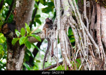 Scimmia marmosina comune su un albero al Pan di zucchero (Pão de Açúcar), Rio de Janeiro, Brasile Foto Stock