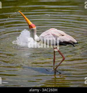 Una cicogna dipinta da pesca Foto Stock