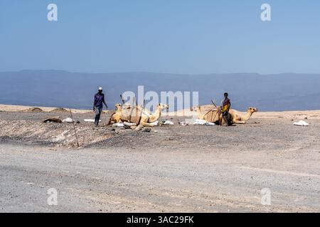Gibuti, presso il lago salato Assal il sale viene trasportato dopo le arene dai dromadari. 10 febbraio 2024 Foto Stock