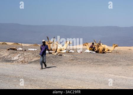 Gibuti, presso il lago salato Assal il sale viene trasportato dopo le arene dai dromadari. 10 febbraio 2024 Foto Stock