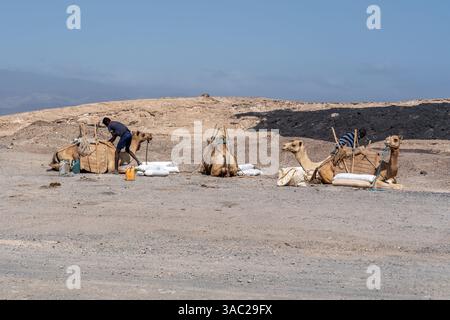 Gibuti, presso il lago salato Assal il sale viene trasportato dopo le arene dai dromadari. 10 febbraio 2024 Foto Stock