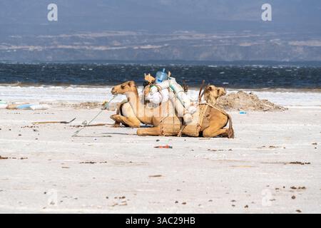 Gibuti, presso il lago salato Assal il sale viene trasportato dopo la raccolta da dromadari Foto Stock