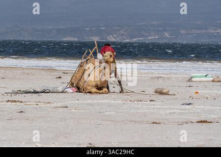 Gibuti, presso il lago salato Assal il sale viene trasportato dopo le arene dai dromadari. 10 febbraio 2024 Foto Stock