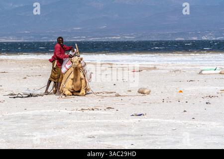 Gibuti, presso il lago salato Assal il sale viene trasportato dopo le arene dai dromadari. 10 febbraio 2024 Foto Stock