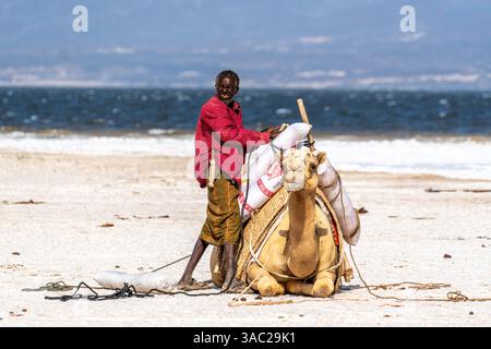 Gibuti, presso il lago salato Assal il sale viene trasportato dopo le arene dai dromadari. 10 febbraio 2024 Foto Stock