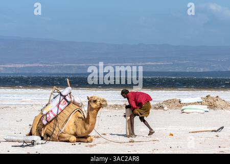Gibuti, presso il lago salato Assal il sale viene trasportato dopo le arene dai dromadari. 10 febbraio 2024 Foto Stock