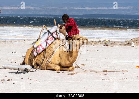 Gibuti, presso il lago salato Assal il sale viene trasportato dopo le arene dai dromadari. 10 febbraio 2024 Foto Stock