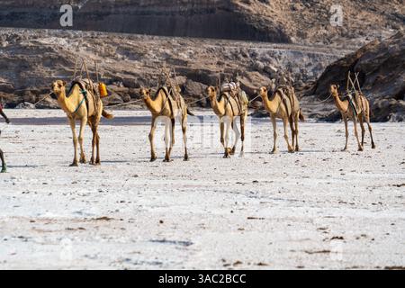 Gibuti, presso il lago salato Assal il sale viene trasportato dopo la raccolta da dromadari Foto Stock