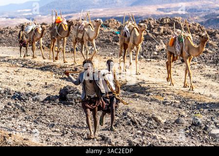 Gibuti, presso il lago salato Assal il sale viene trasportato dopo la raccolta da dromadari. Foto Stock