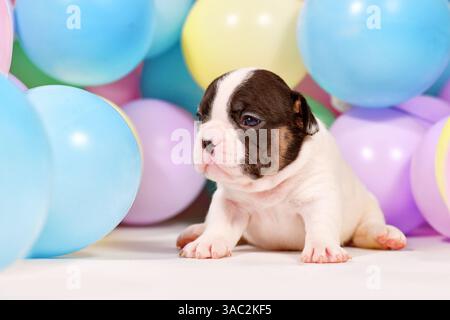 Piccolo cucciolo di cane Bulldog francese tra palloncini colorati Foto Stock