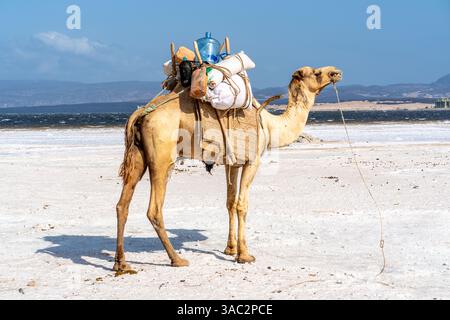 Gibuti, presso il lago salato Assal il sale viene trasportato dopo la raccolta da dromadari Foto Stock