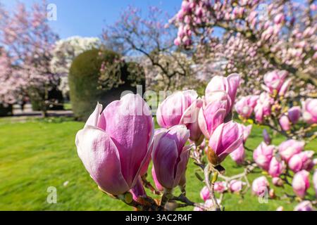 Baumblüte im Frühling. Die Magnolien Magnolia blühen in voller Pracht. // 03.04.2025: Stoccarda, Baden-Württemberg, Deutschland, Europa *** Spring blo Foto Stock