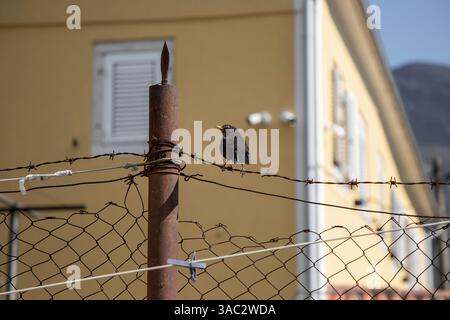 Uccello sul Filo Foto Stock