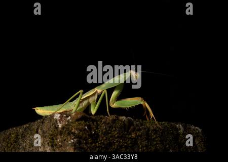 Pregando mantis, Hierodula striata, Mantidae, Parco Nazionale di Khao Sok. Thailandia, Asia Foto Stock