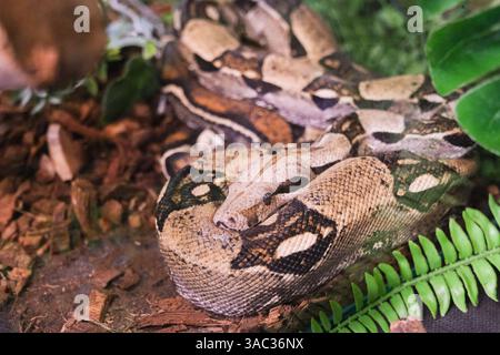 Un serpente sta sdraiando a terra con la testa abbassata. Il serpente è di colore marrone e nero Foto Stock