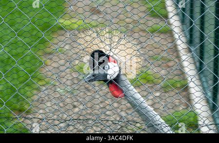 Primo piano di una Gru coronata grigia dietro una recinzione a catena, con i suoi occhi luminosi e un sorprendente piumaggio visibile Foto Stock