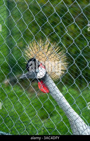 Elegante Gru coronata grigia con stemma dorato e collo lungo, che guarda attraverso una recinzione metallica Foto Stock
