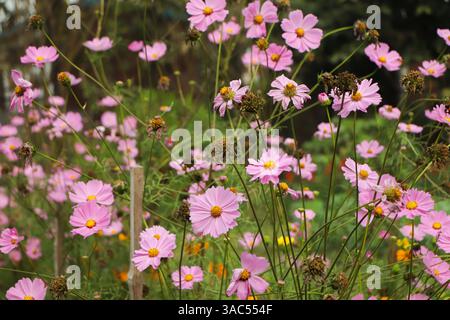 Cosmo fiore (Cosmos Bipinnatus) con sfondo sfocato Foto Stock