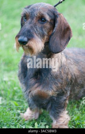 Ritratto di primo piano di Dachshund con i capelli accesi Foto Stock