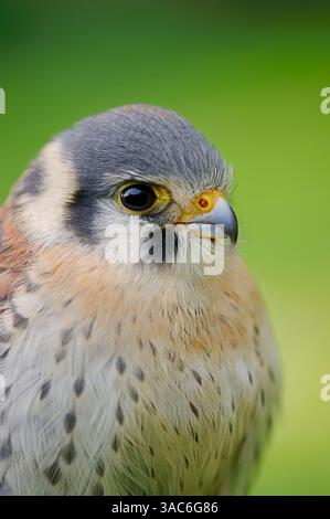 American Kestrel (Falco sparverius), maschio | Buntfalke oder Amerikanischer Turmfalke (Falco sparverius), Männchen Foto Stock