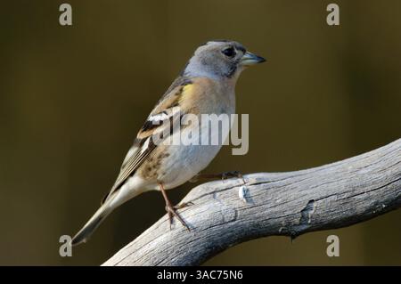 21 giugno 2004; Parco Nazionale di Hamra, SVEZIA; diffuso in tutte le foreste dell'Europa settentrionale e dell'Asia, il BRAMBLING (Fringilla montifringilla) preferisce il bosco di conifere o betulle aperte come suo territorio di riproduzione preferito. Questo uccello passerino migratorio costruisce il suo nido in una forchetta di alberi e decora l'esterno con muschio o lichene per renderlo meno visibile. Il cibo è semi, ma a differenza della maggior parte dei fringuelli, i giovani sono nutriti ampiamente di insetti. Foto Stock