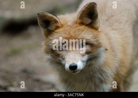 21 giugno 2004; Parco Nazionale di Hamra, SVEZIA; la VOLPE ROSSA (Vulpes vulpes) è la volpe più familiare. Ha la più ampia gamma non solo di volpi, ma di qualsiasi carnivoro terrestre. Come suggerisce il nome, la sua pelliccia è prevalentemente marrone-rossastro, ma c'è un morfo grigio naturale, la Silver Fox; un notevole ceppo di Silver Fox è stato prodotto da questi animali per addomesticamento sistematico. La volpe si caratterizza in molto folklore, di solito come un cattivo cattivo cattivo, anche se a volte anche come il sfavorito che trionfa sugli sforzi umani per controllarla o distruggerla. Foto Stock
