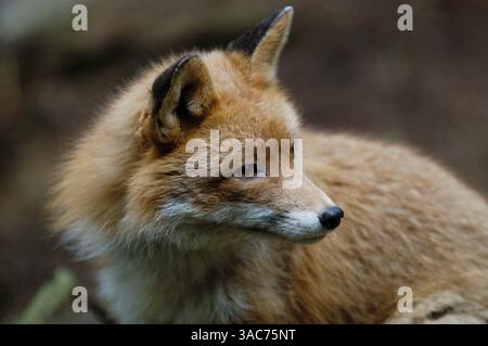 21 giugno 2004; Parco Nazionale di Hamra, SVEZIA; la VOLPE ROSSA (Vulpes vulpes) è la volpe più familiare. Ha la più ampia gamma non solo di volpi, ma di qualsiasi carnivoro terrestre. Come suggerisce il nome, la sua pelliccia è prevalentemente marrone-rossastro, ma c'è un morfo grigio naturale, la Silver Fox; un notevole ceppo di Silver Fox è stato prodotto da questi animali per addomesticamento sistematico. La volpe si caratterizza in molto folklore, di solito come un cattivo cattivo cattivo, anche se a volte anche come il sfavorito che trionfa sugli sforzi umani per controllarla o distruggerla. Foto Stock