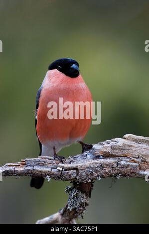 21 giugno 2004; Parco Nazionale di Hamra, SVEZIA; riproduzione in tutta Europa e Asia temperata, il BULLFINCH o BULLFINCH EURASIATICO (Pyrrhula pyrrhula), un piccolo uccello passerino, è principalmente residente, ma molti uccelli del nord migrano più a sud in inverno. Il bosco misto con alcune conifere è favorito per l'allevamento, compresi parchi e giardini. Il cibo è principalmente semi e boccioli di alberi da frutto, che possono renderlo un parassita nei frutteti. Foto Stock